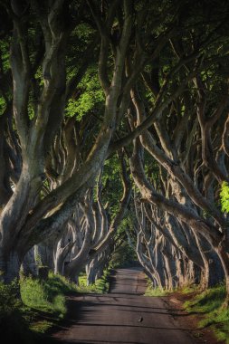 Sabah erken güneş ışığı kayın dar sokakta The Dark Hedges, County Antrim Kuzey İrlanda.