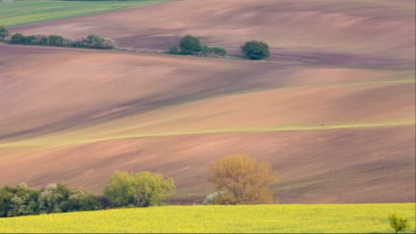 Vonalak és a hullámok, a fák és a kápolna a tavaszi, South Moravia, Csehország — Stock videók