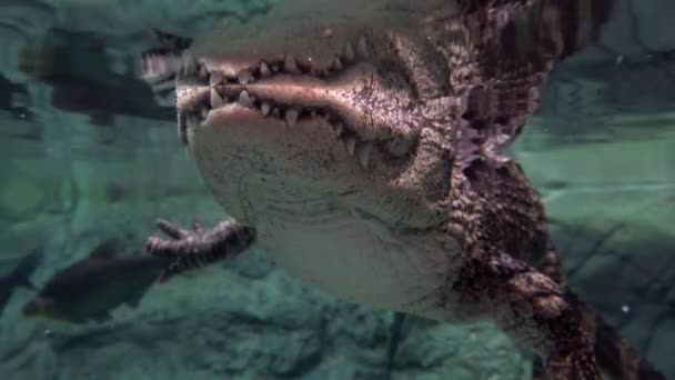 Crocodilo nada debaixo de água - close-up — Vídeo de Stock
