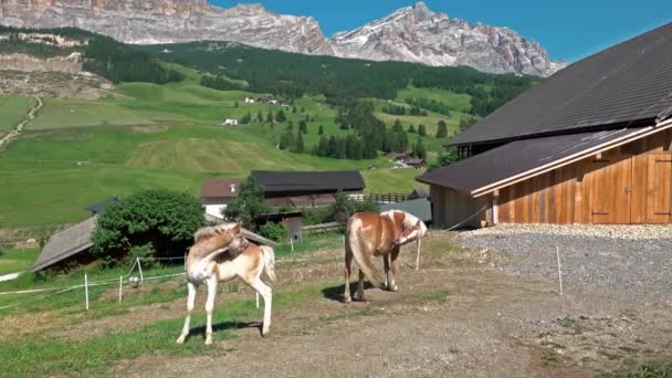 Hnědé pasoucí se koně na koňské farmě v letní den u plotu, Dolomity, Itálie — Stock video
