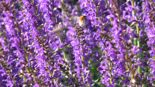 Salvia vild blomma på ängen på sommardagen, humla samlar honung närbild — Stockvideo