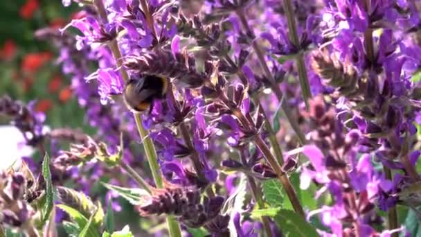 Salvia flor silvestre en el prado en el día de verano, abejorro recoge la miel de cerca — Vídeo de stock