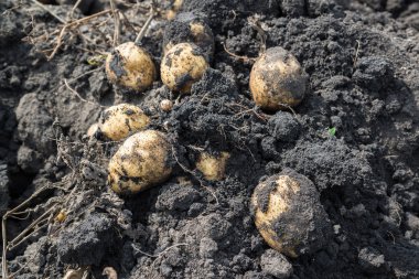 Taze patates yerde yatan kazdık