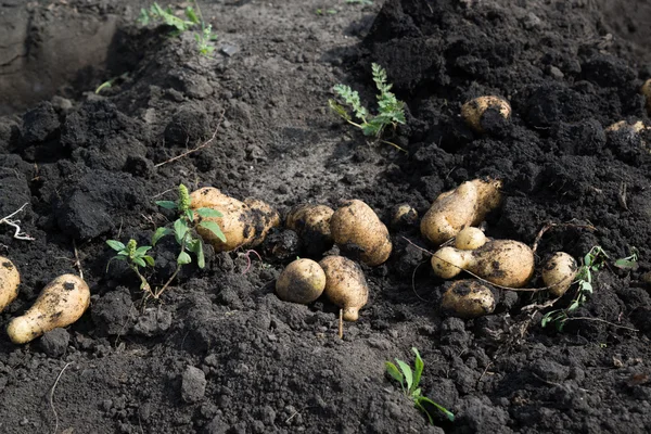 Свежевырытый картофель лежит на земле — стоковое фото