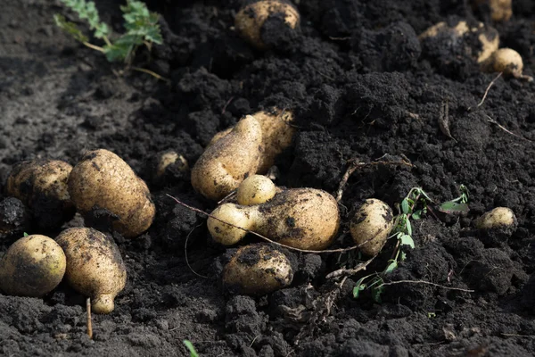 Свежевырытый картофель лежит на земле — стоковое фото