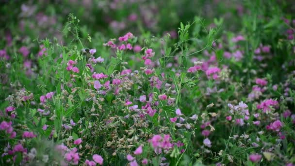 Fleurs fanées dans la prairie à la fin de l'été, Russie 