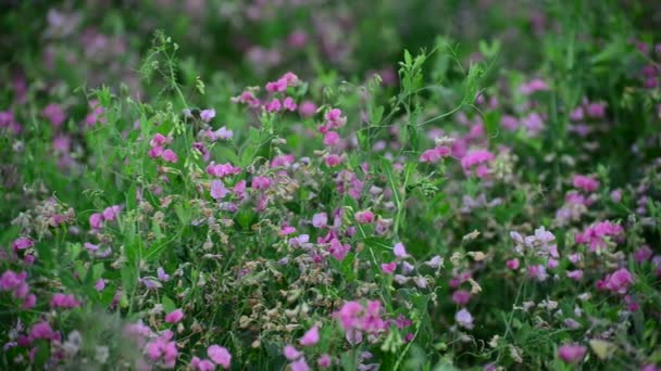 Withered flowers in meadow in late summer, Russia — Stock Video