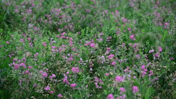 Vissnade blommor på ängen i slutet av sommaren, Ryssland — Stockvideo