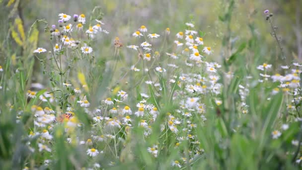 Vissnade blommor på ängen i slutet av sommaren, Ryssland — Stockvideo