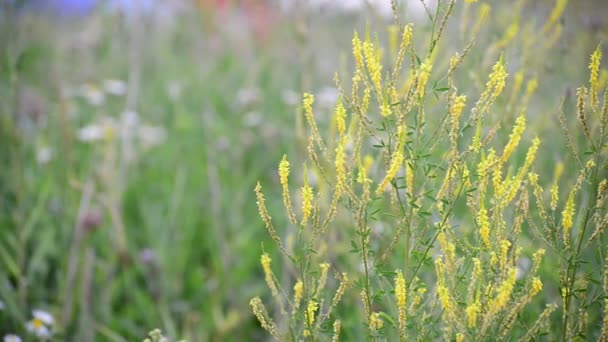 Łąka z dzikich kwiatów pod koniec lata w Rosji — Wideo stockowe