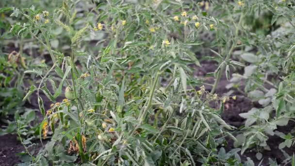 Tomates con flores en la cama en el campo abierto — Vídeos de Stock