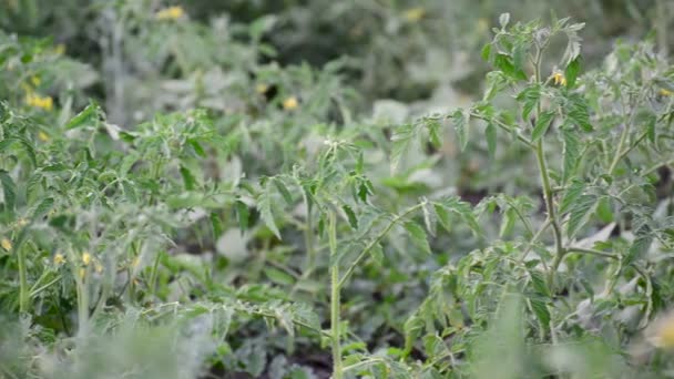 Bloeiende tomaten op bed in het open veld — Stockvideo
