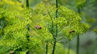 graphosoma lineatum şemsiye rezene üzerinde
