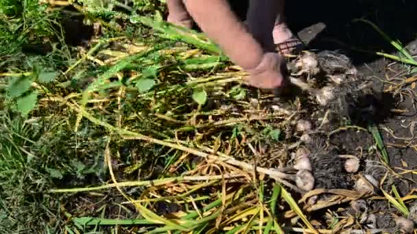 Женщина садовник трясет землю с чесноком — стоковое видео