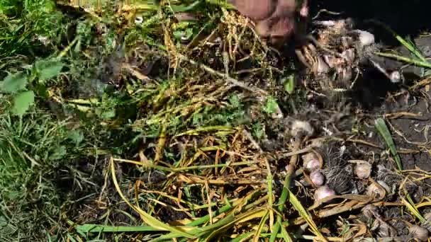 Woman gardener shakes the ground with garlic — Stock Video