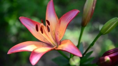 Flowerbed üzerinde güzel pembe lilyum