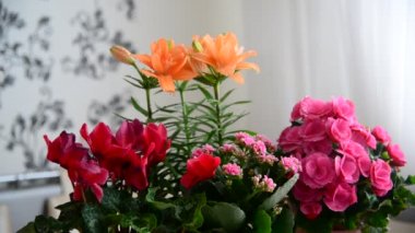 Tablo odasında birkaç saksı çiçekleri vardır