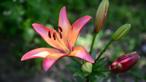 Hermosos lirios rosados en el macizo de flores — Vídeos de Stock