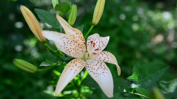 Geel gevlekte lily in flowerbed — Stockvideo