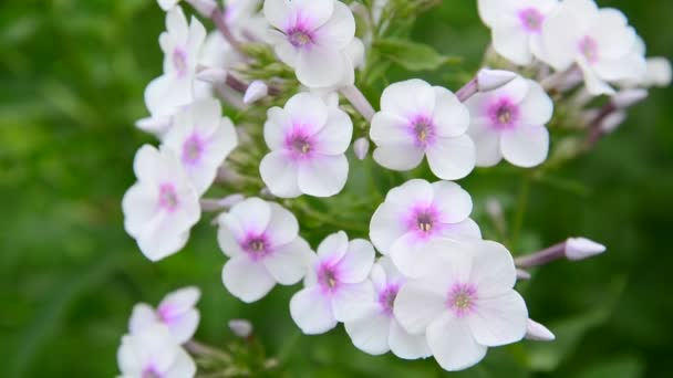 Nagy Virágzata a fehér fajták phlox — Stock videók