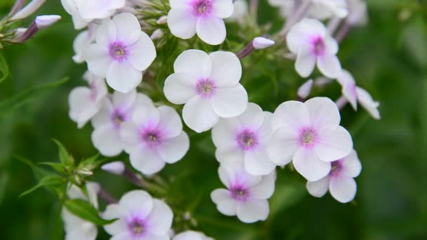 Große Blütenstände des weißen sortenreinen Phlox — Stockvideo