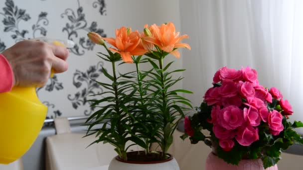 女人喷不同的盆栽的植物 — 图库视频影像