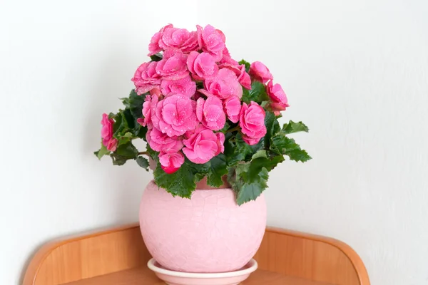 Розовые azalea в интерьере комнаты — стоковое фото