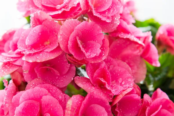 粉红色的杜丽花房与水滴特写 — 图库照片