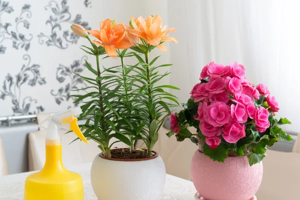 Diversi fiori in vaso e spruzzatore sono sul tavolo nella stanza — Foto Stock