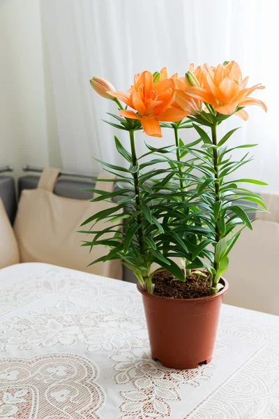 Um lírio laranja no interior do quarto — Fotografia de Stock