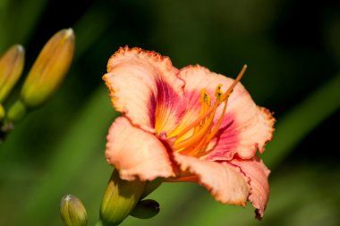 Yatakta güzel turuncu varietal daylily
