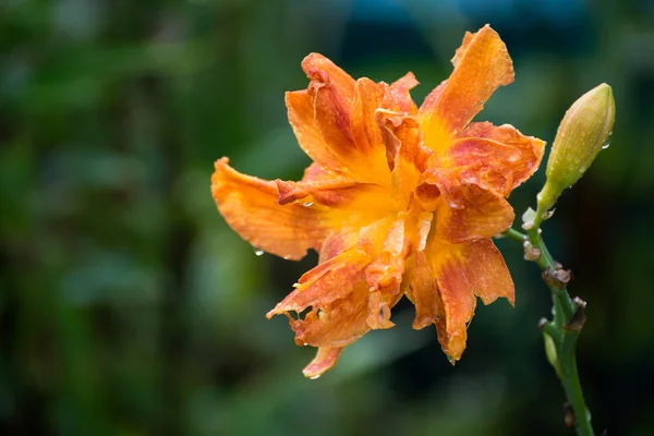 Όμορφη πορτοκαλί daylily ποικιλιών σε σταγόνες νερό μετά τη βροχή — Φωτογραφία Αρχείου