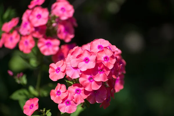 Beautiful coral phlox bloom profusely — Stock Photo, Image