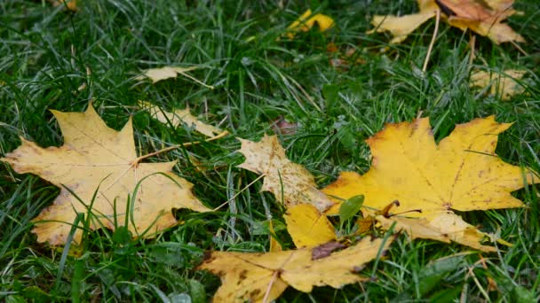 Вологий жовтий кленовий лист, що лежить на зеленій траві восени — стокове відео