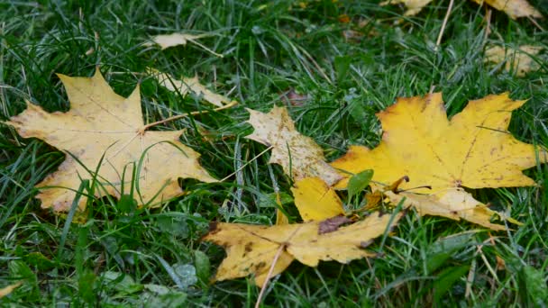 Nedves, sárga maple leaf feküdt zöld fű az őszi — Stock videók