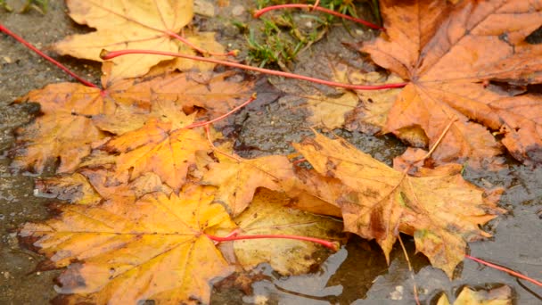 Foglia d'acero gialla sdraiata in una pozzanghera in autunno — Video Stock