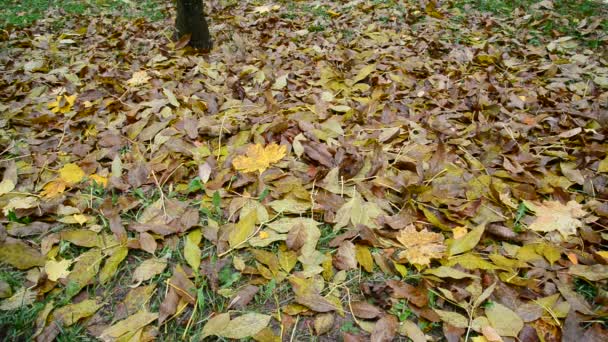 De nombreuses feuilles différentes reposent sur le sol sous un arbre — Video