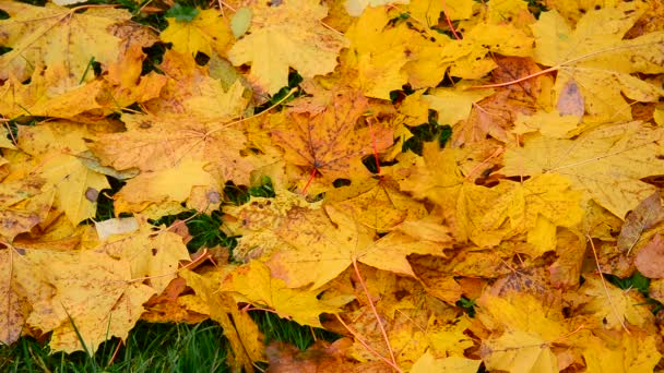 Arce amarillo húmedo en otoño — Vídeo de stock