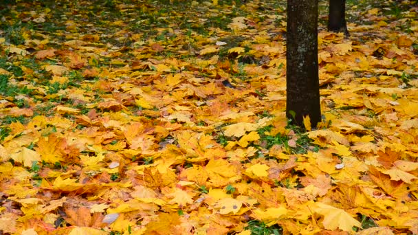 Muchas hojas de arce amarillo húmedo que yacen debajo de los árboles en otoño — Vídeo de stock