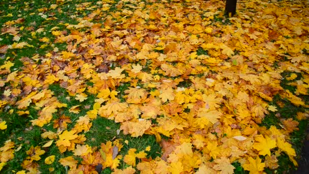 Érable jaune humide en automne — Video