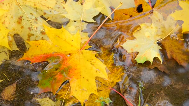 Feuille d'érable jaune allongée dans une flaque d'eau à l'automne, gros plan — Video