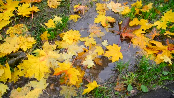 Sarı akçaağaç yaprağı bir su birikintisine sonbaharda yalan — Stok video