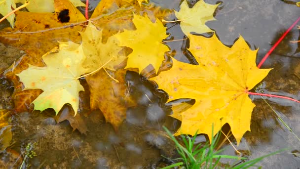 Foglia d'acero gialla sdraiata in una pozzanghera in autunno, primo piano — Video Stock