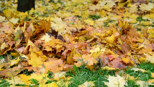 Багато вологих жовтих кленових листів, що лежать на зеленій траві восени — стокове відео