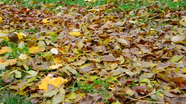 De nombreuses feuilles différentes reposent sur le sol sous un arbre — Video