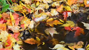 Su birikintisine yalan sonbahar yaprak