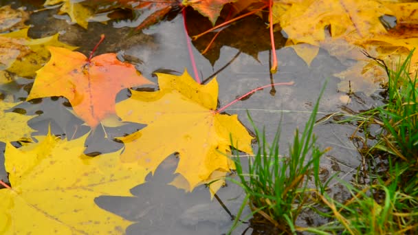 Gele esdoornblad liggend in een plas in de herfst, close-up — Stockvideo
