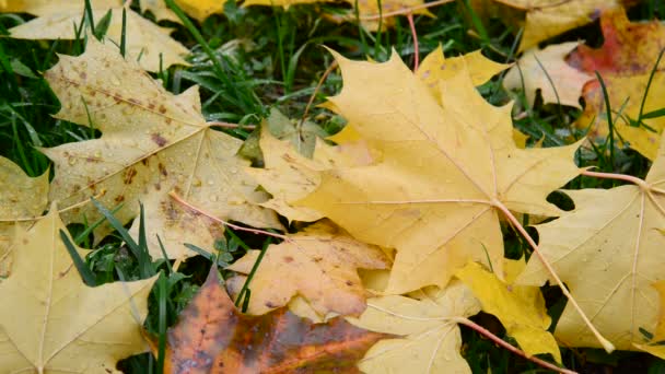 Yellow maple leaf lying on grass in autumn — Stock Video