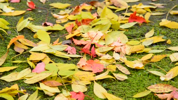 Feuille d'érable d'automne mouillée couchée sur le sol recouvert de mousse — Video