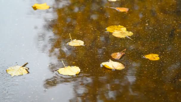 Foglia caduta sdraiata in pozzanghera con riflesso di albero — Video Stock